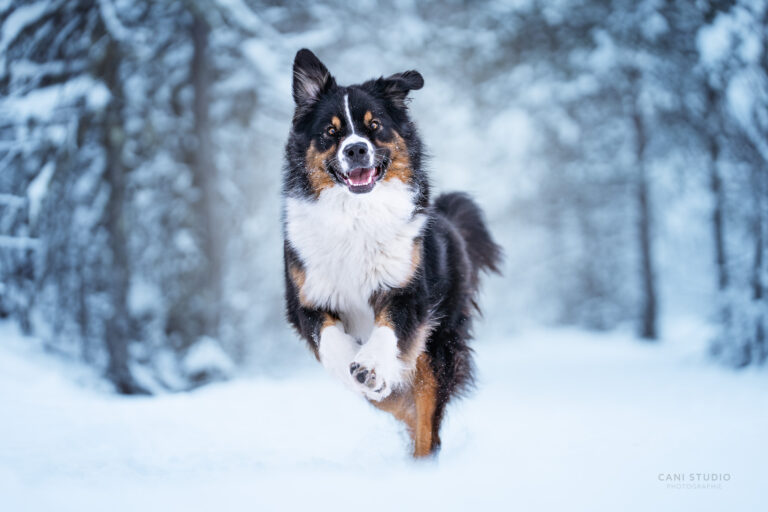 Photo de chien en action dans la neige - Berger Australien