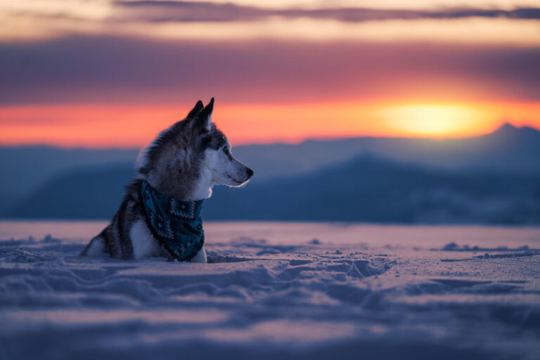 Photo de chien dans la neige au coucher de soleil - Husky croisé border collie