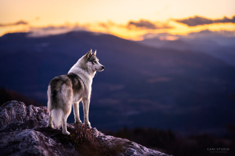 Photo chien dans les montagnes - Husky