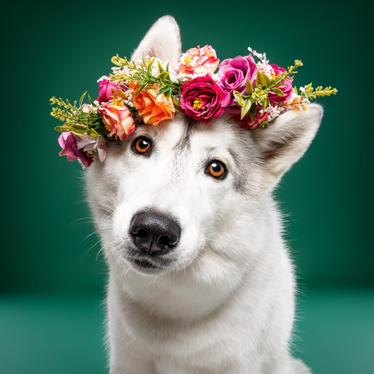 Husky - Photo Chien Studio - Photographe : Cani Studio