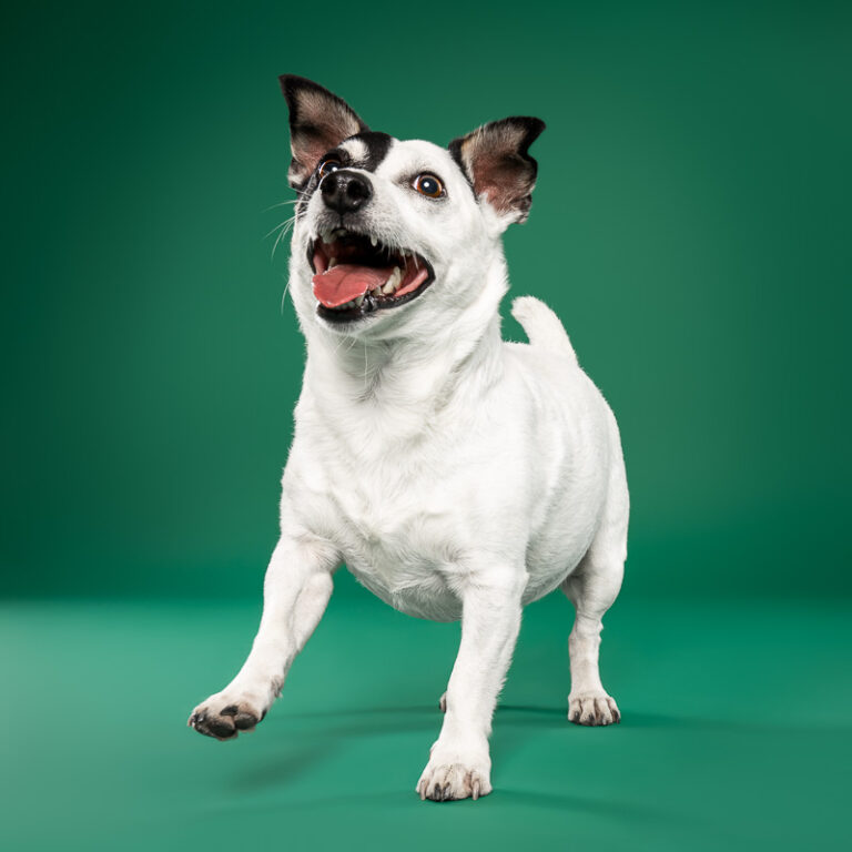 Jack Russell Terrier - Photo Chien Studio - Photographe : Cani Studio