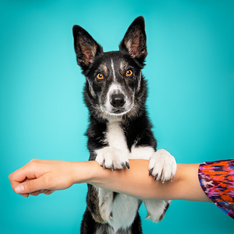 Border Collie - Photo Chien Studio - Photographe : Cani Studio