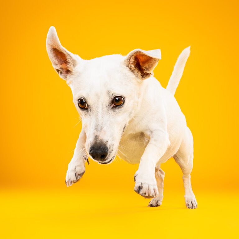 Jack Russell Terrier - Photo Chien Studio - Photographe : Cani Studio