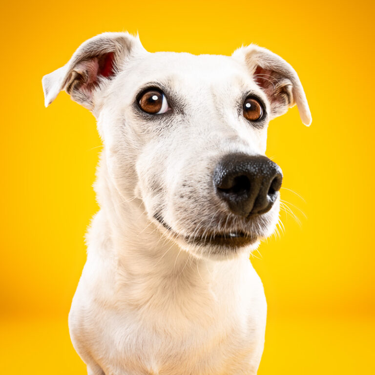 Jack Russell Terrier - Photo Chien Studio - Photographe : Cani Studio