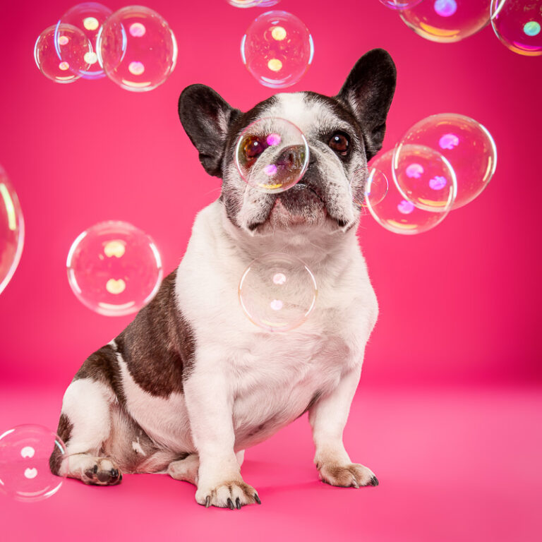 Bouledogue Français - Photo Chien Studio - Photographe : Cani Studio