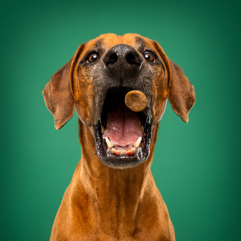 Rhodesian Ridgeback - Photo Chien Studio - Photographe : Cani Studio