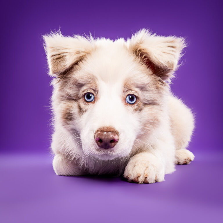 Border Collie - Photo Chien Studio - Photographe : Cani Studio