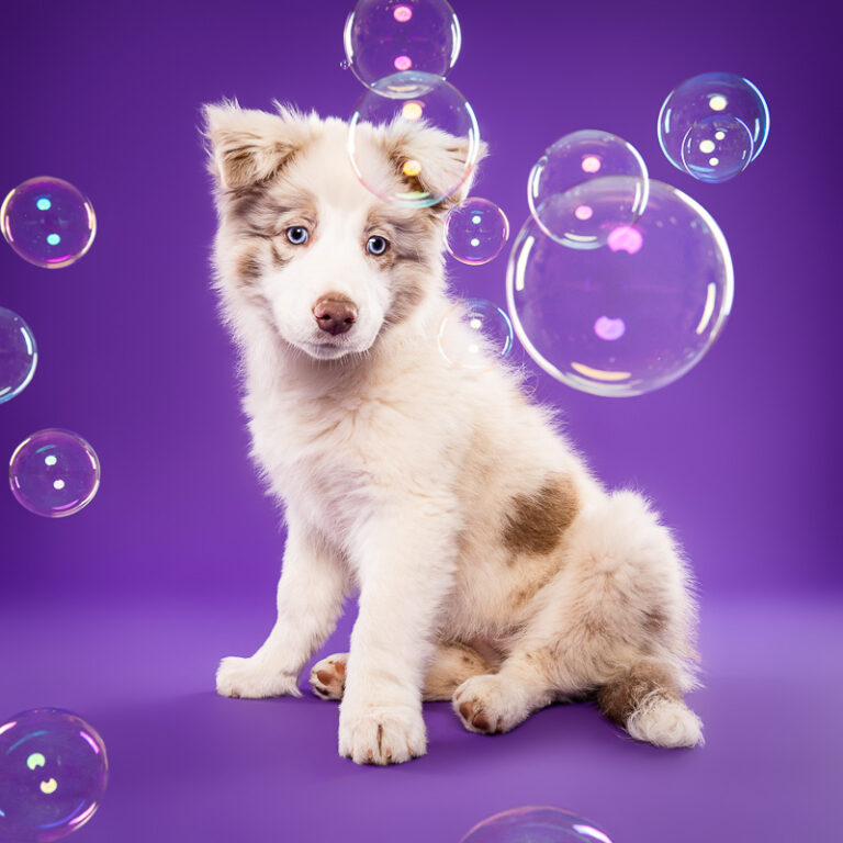 Border Collie - Photo Chien Studio - Photographe : Cani Studio