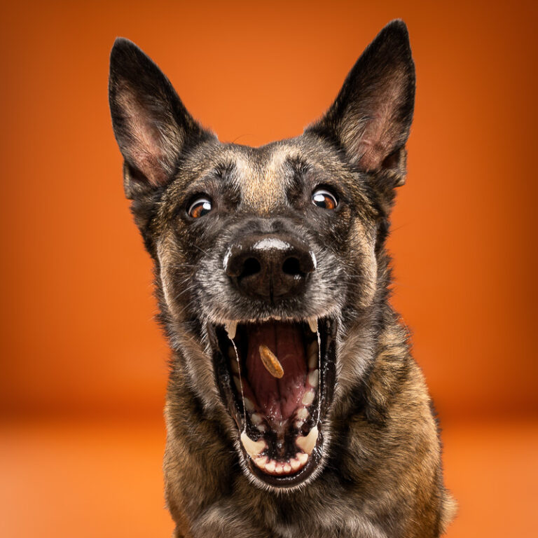 Berger Malinois - Photo Chien Studio - Photographe : Cani Studio