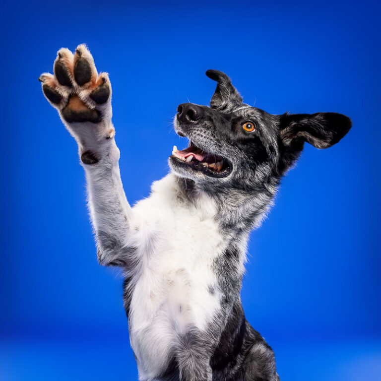 Chien Croisé Border Collie - Photo Chien Studio - Photographe : Cani Studio