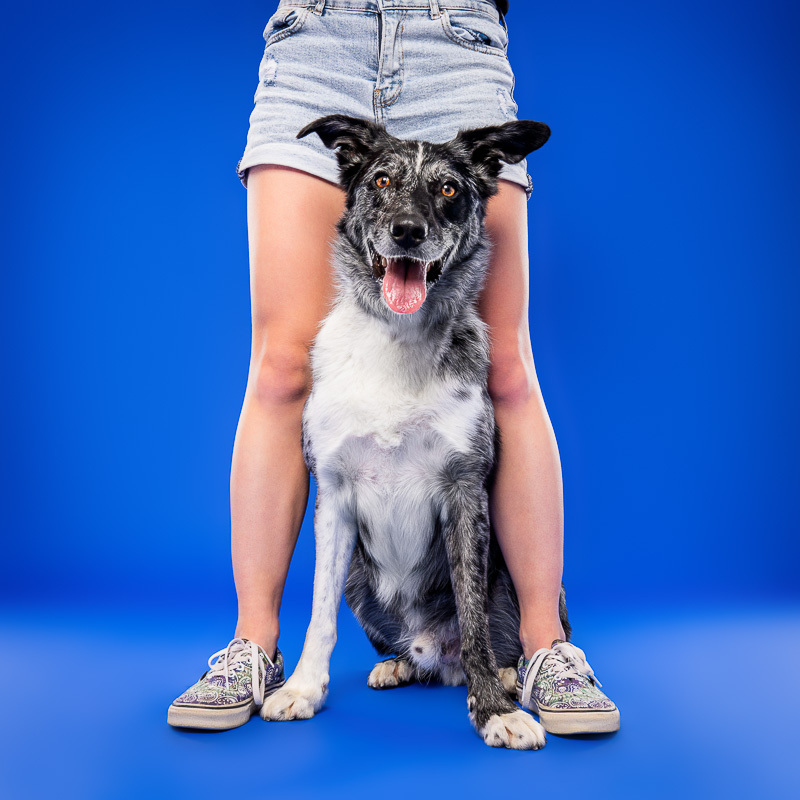 Chien Croisé Border Collie - Photo Chien Studio - Photographe : Cani Studio