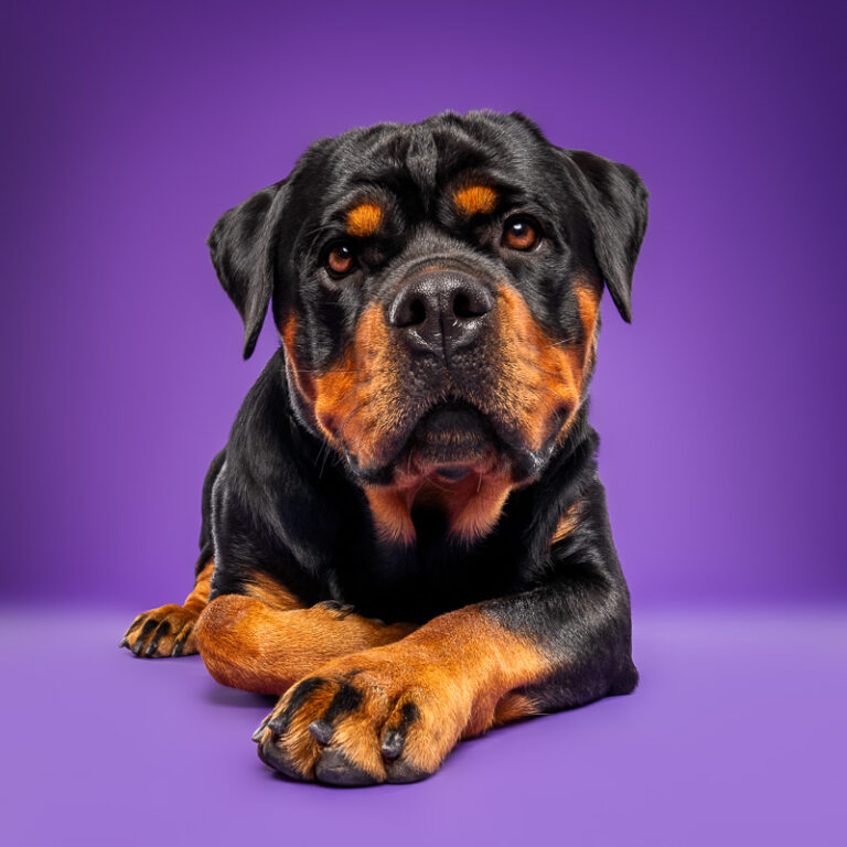 Rottweiler - Photo Chien Studio - Photographe : Cani Studio