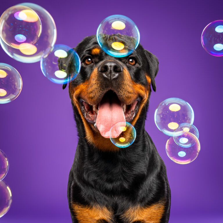 Rottweiler - Photo Chien Studio - Photographe : Cani Studio