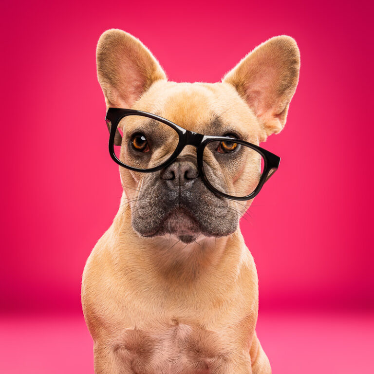 Bouledogue Français - Photo Chien Studio - Photographe : Cani Studio