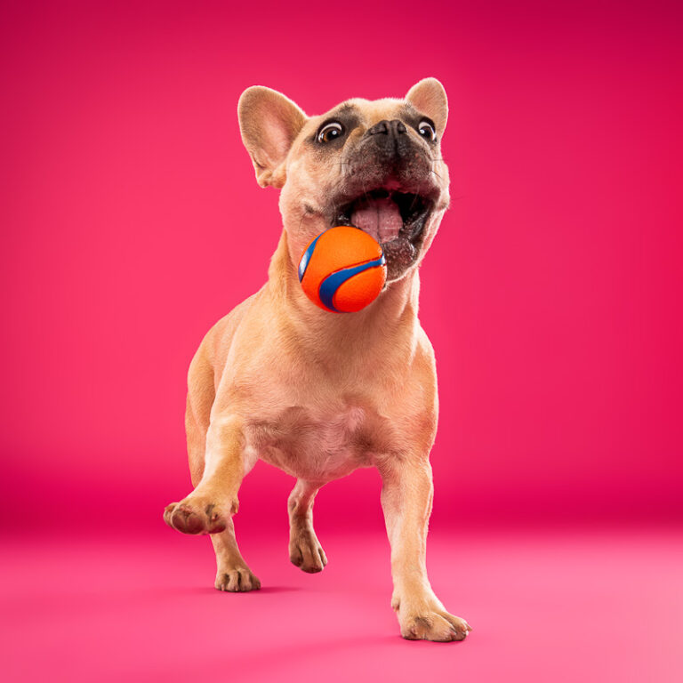 Bouledogue Français - Photo Chien Studio - Photographe : Cani Studio