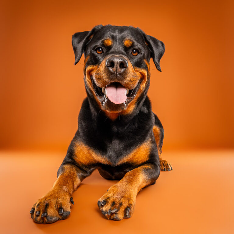 Rottweiler - Photo Chien Studio - Photographe : Cani Studio