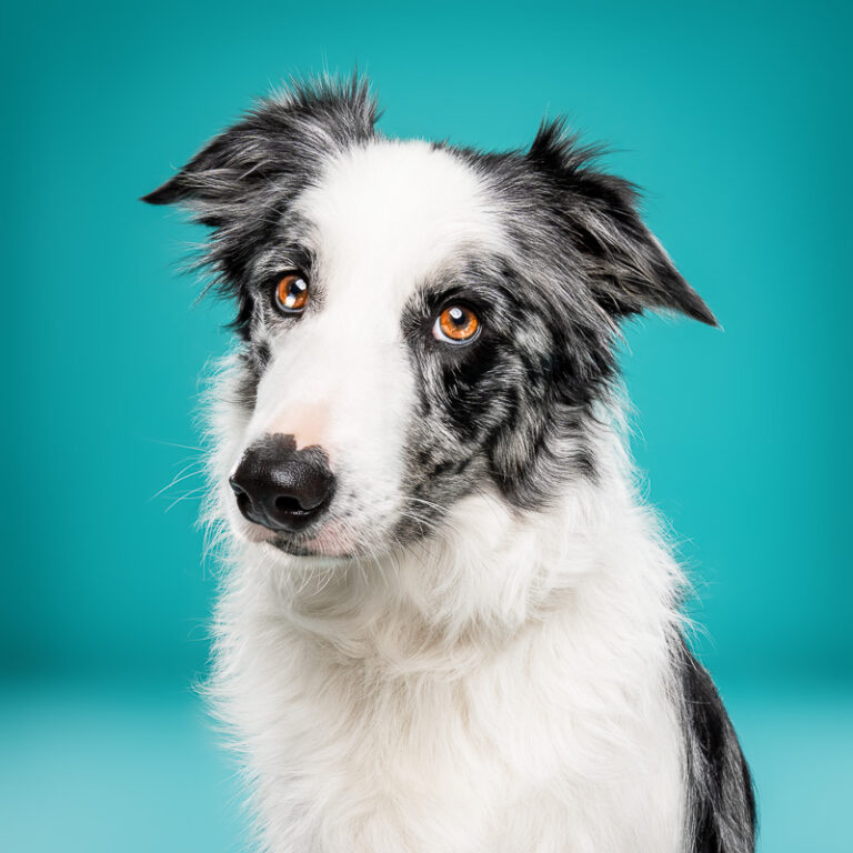 Border Collie - Photo Chien Studio - Photographe : Cani Studio