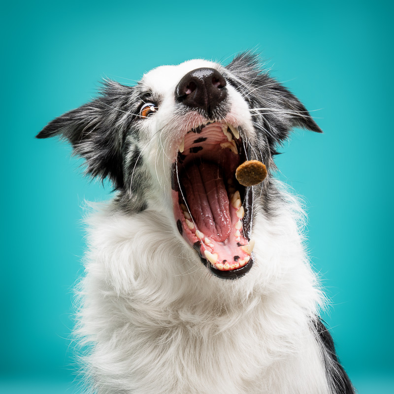 Border Collie - Photo Chien Studio - Photographe : Cani Studio