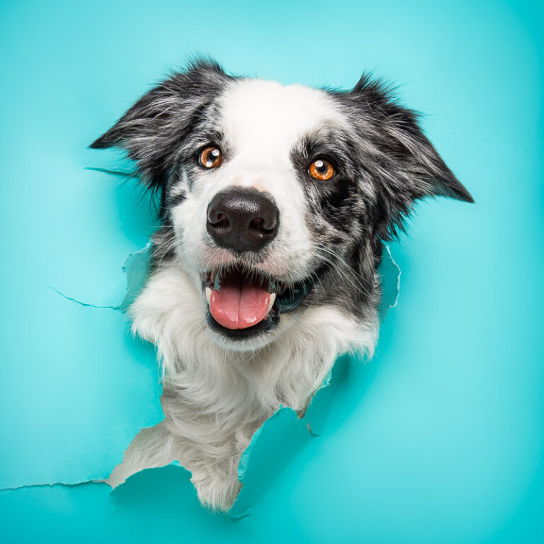 Border Collie - Photo Chien Studio - Photographe : Cani Studio