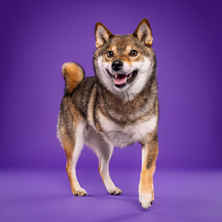 Shiba Inu - Photo Chien Studio - Photographe : Cani Studio