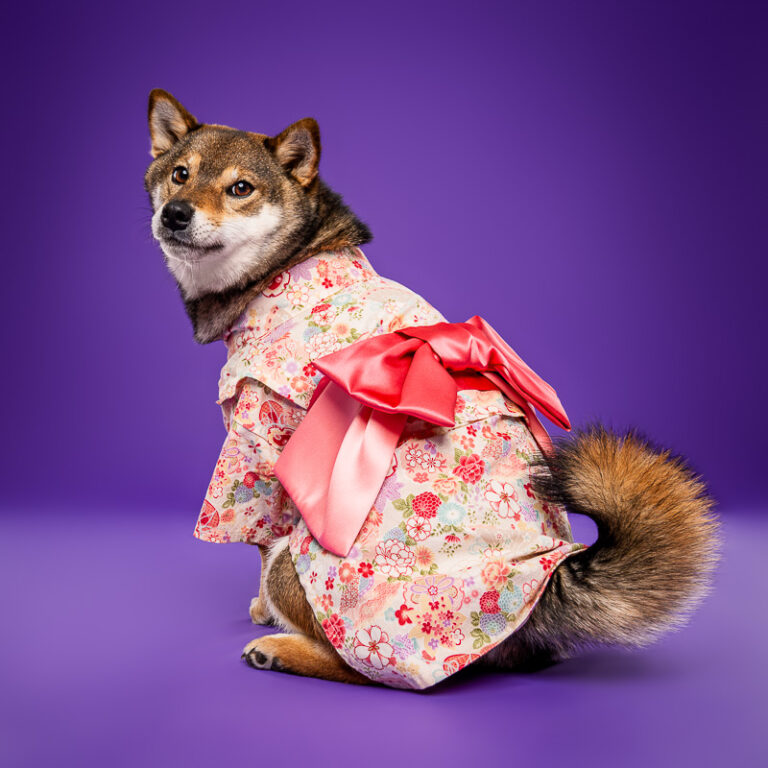 Shiba Inu - Photo Chien Studio - Photographe : Cani Studio