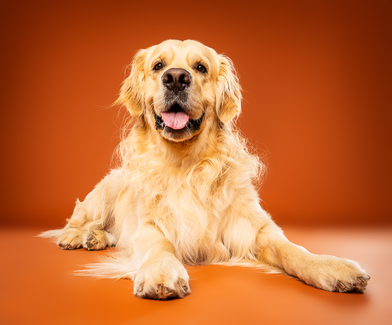 Golden Retriever - Photo Chien Studio - Photographe : Cani Studio