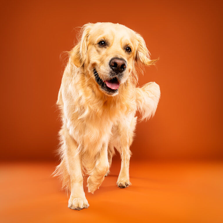 Golden Retriever - Photo Chien Studio - Photographe : Cani Studio