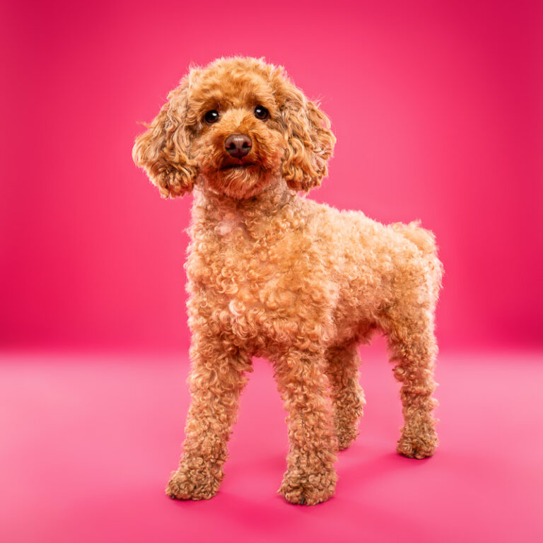 Caniche Toy - Photo Chien Studio - Photographe : Cani Studio