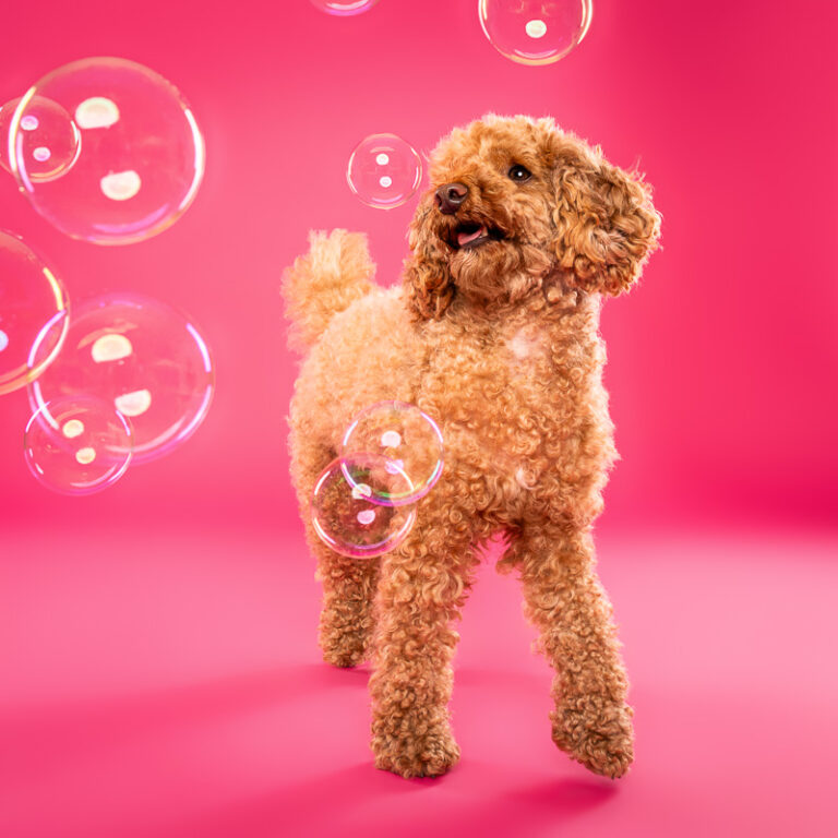 Caniche Toy - Photo Chien Studio - Photographe : Cani Studio