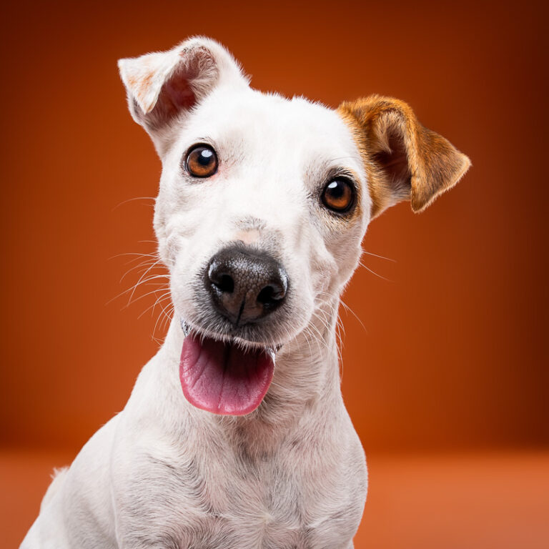 Jack Russell Terrier - Photo Chien Studio - Photographe : Cani Studio