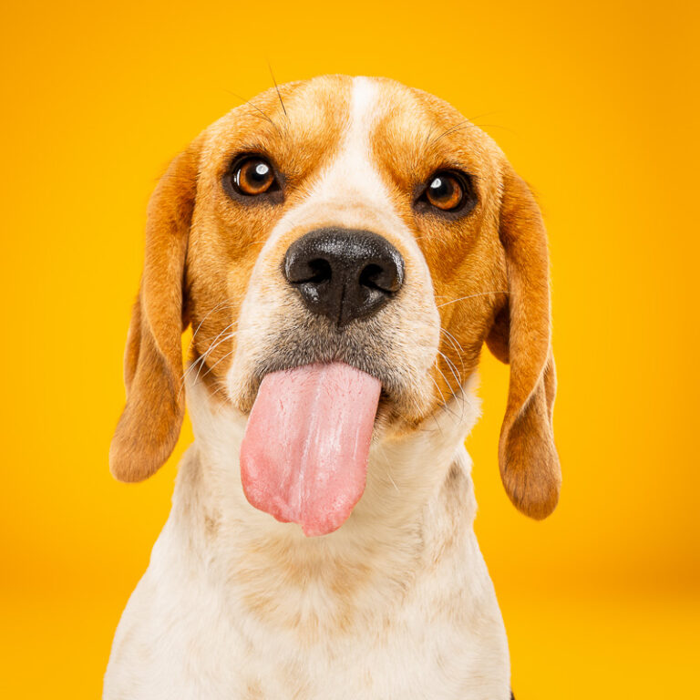 Beagle - Photo Chien Studio - Photographe : Cani Studio