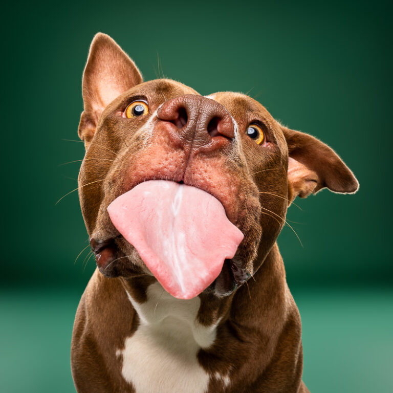 American Bully - Photo Chien Studio - Photographe : Cani Studio