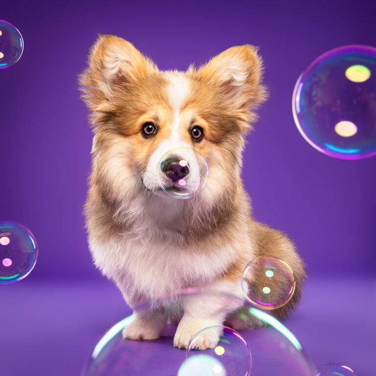 Corgi Pembroke - Photo Chien Studio - Photographe : Cani Studio